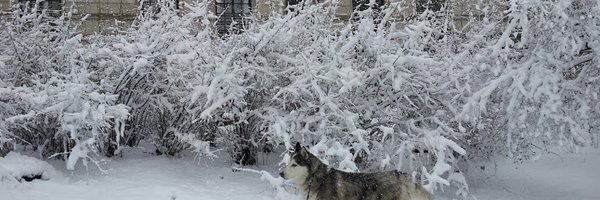 JchenLab Profile Banner