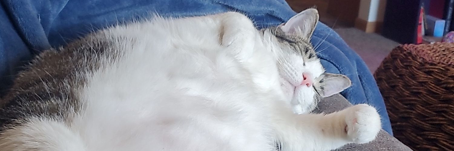 CrackyCat's profile banner image