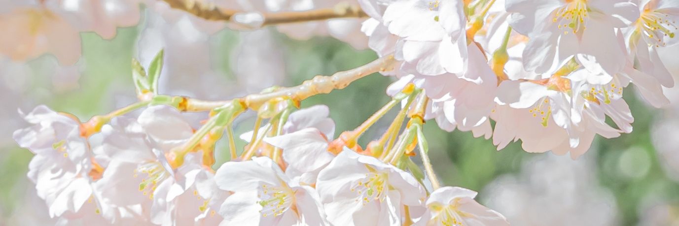 啾啾队摸大鱼's banner