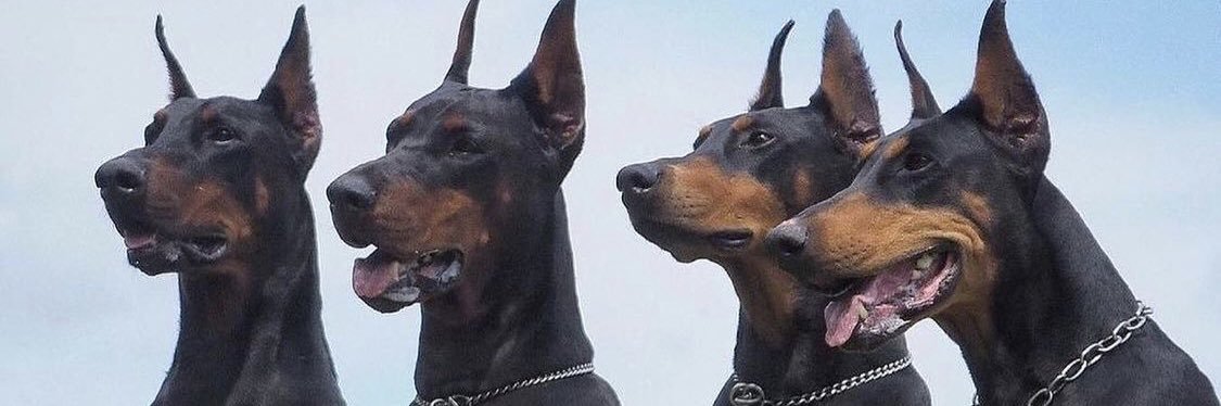 hayesfak's profile banner image