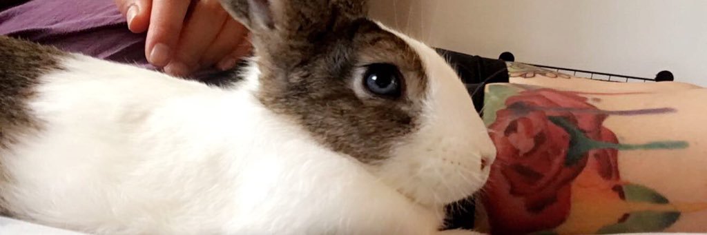 PinkPandaZombie's profile banner image