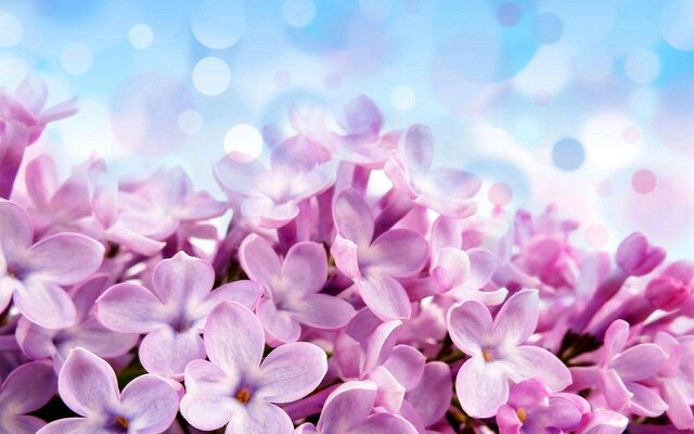 veronicaphing's profile banner image