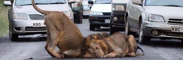 _lionmeat's profile banner image