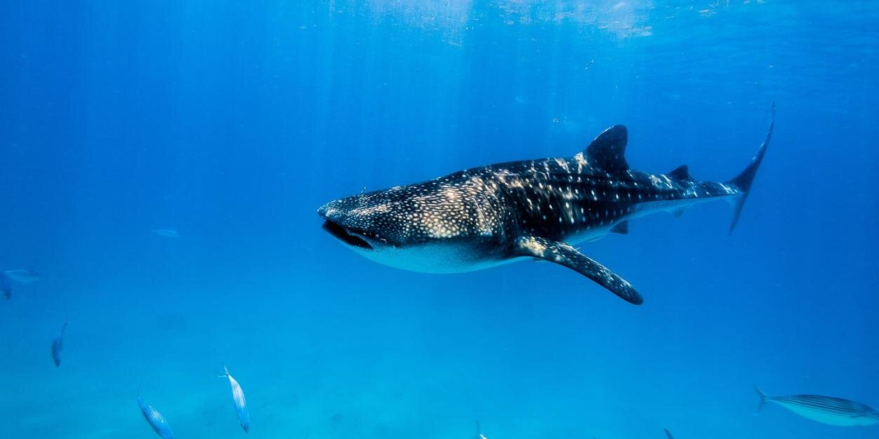 nachogil 🏴󠁧󠁢󠁳󠁣󠁴󠁿 banner