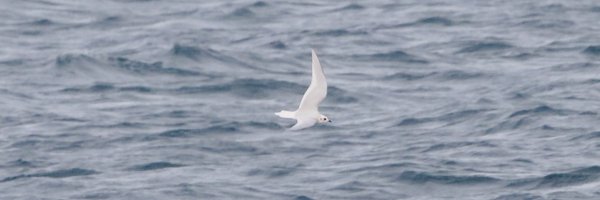 ZSemperger Profile Banner