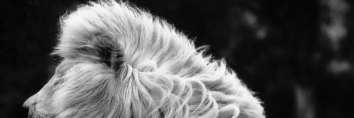 Olajuwon_01's profile banner image