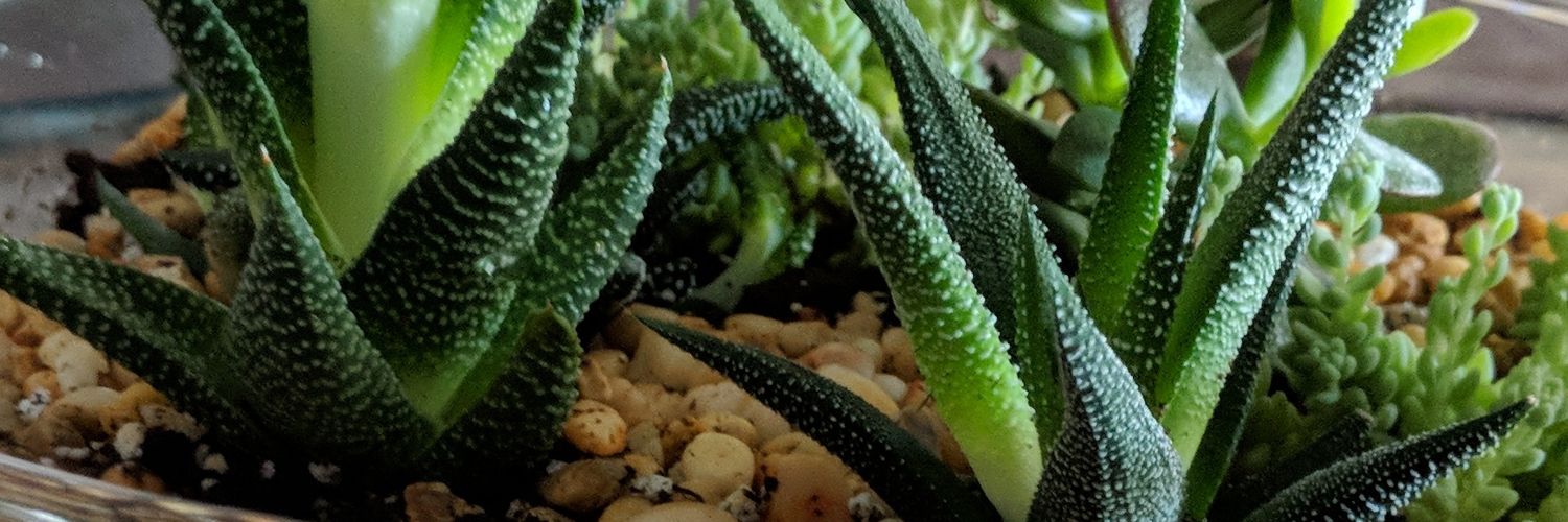 Annalisa Petriello banner