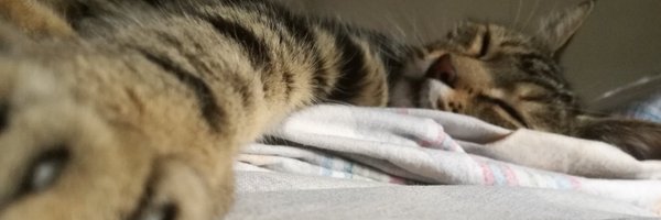 cauz_ Profile Banner