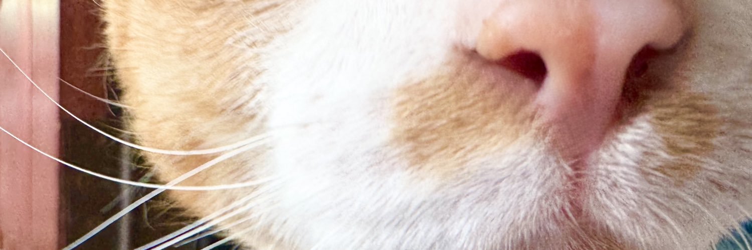 ₍^. .^₎⟆⋆˚🐾˖°ᨐᵉᵒʷ banner