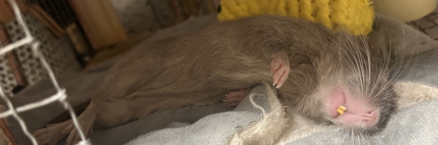 ハルキヨ🐀 banner