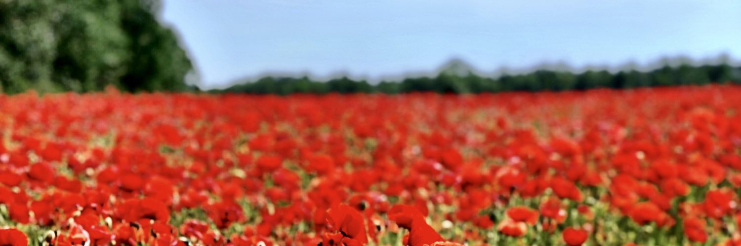 freswe's profile banner image