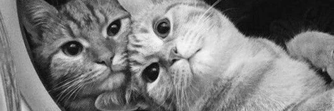 softsyntaxx's profile banner image