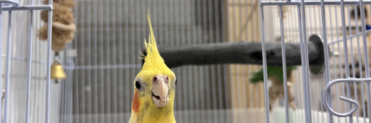 ポコモ🐍 banner