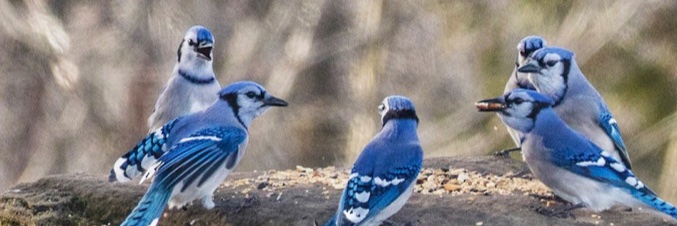SolBluejay's profile banner image