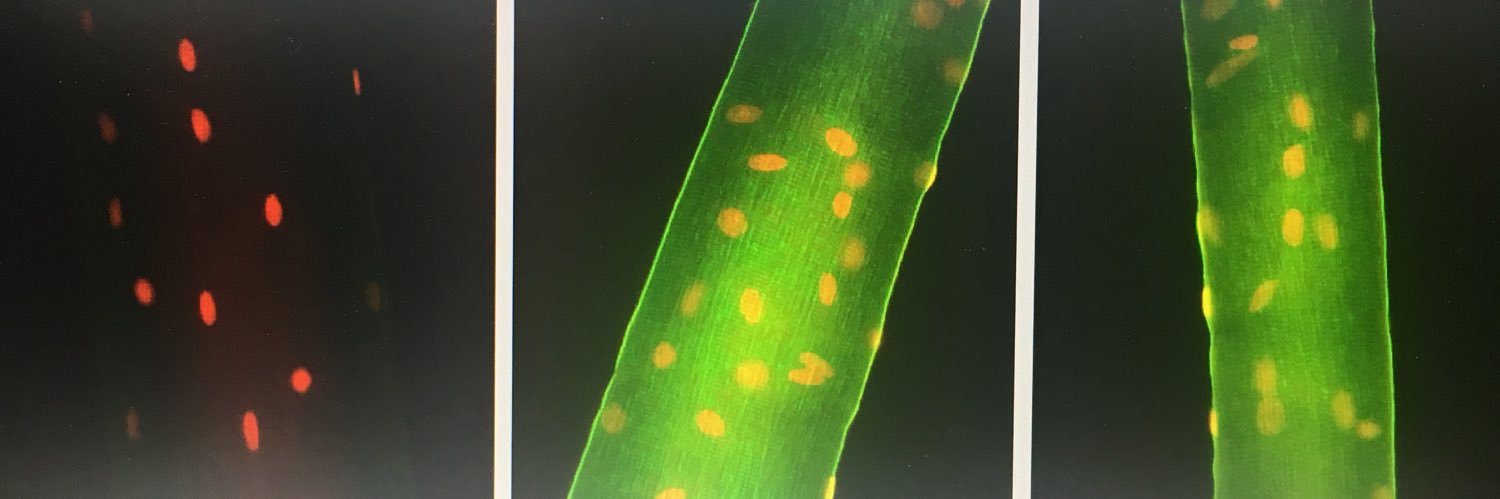 Jonathan Schertzer (SchertzerLab) banner