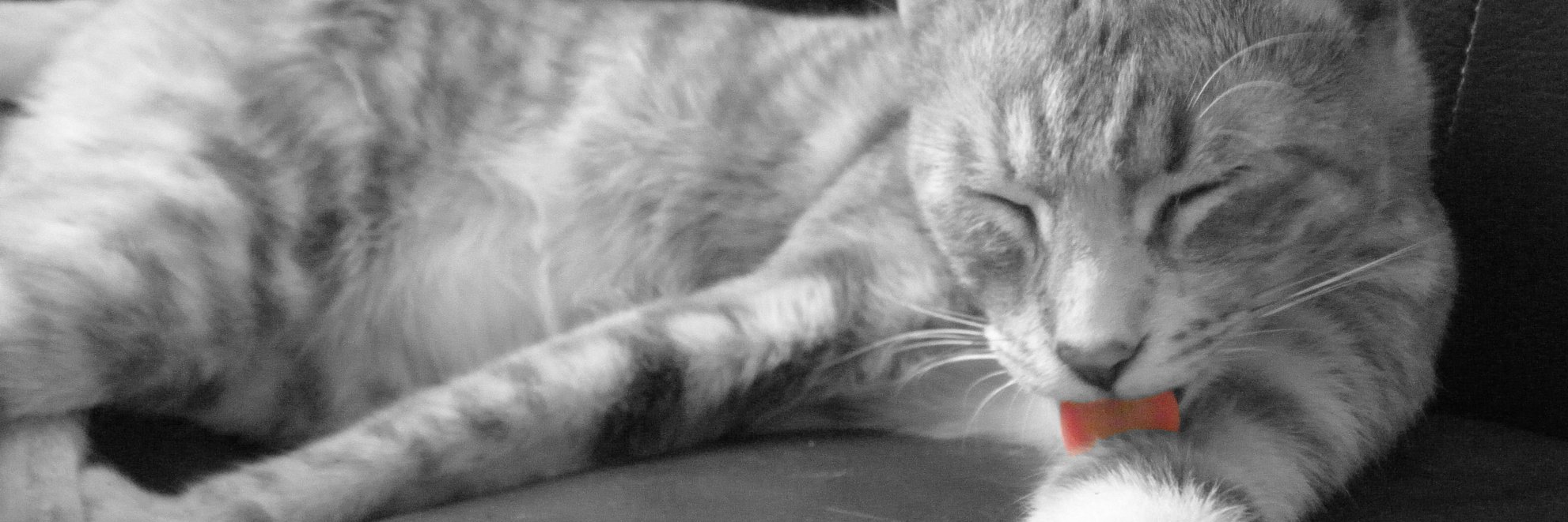 FatherofBob's profile banner image