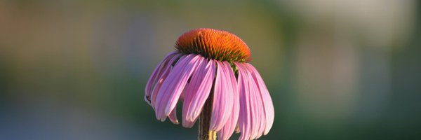 ndosie Profile Banner