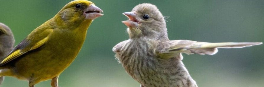 𝕺𝖒𝖔𝖙𝖔𝖑𝖆𝖓𝖎 ✨🦋 banner