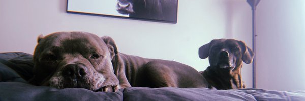 gkdobby Profile Banner