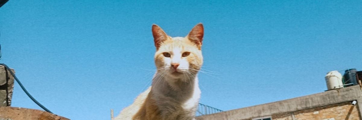 almedediamante's profile banner image
