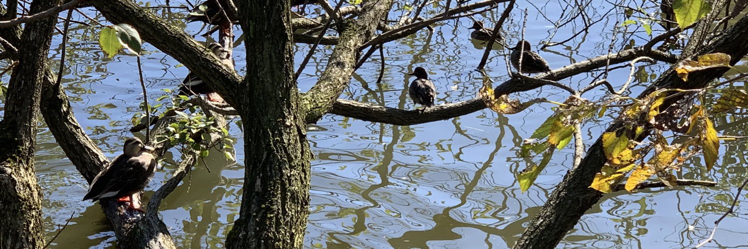 激情のパプア banner