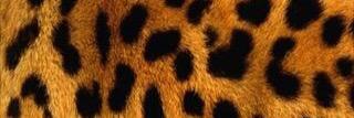 MrsToyface's profile banner image