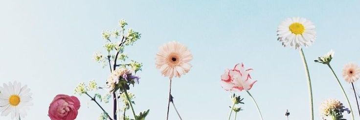 🌬WindyLyn🍀 banner