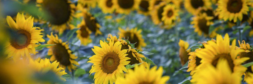 mary c karlin banner