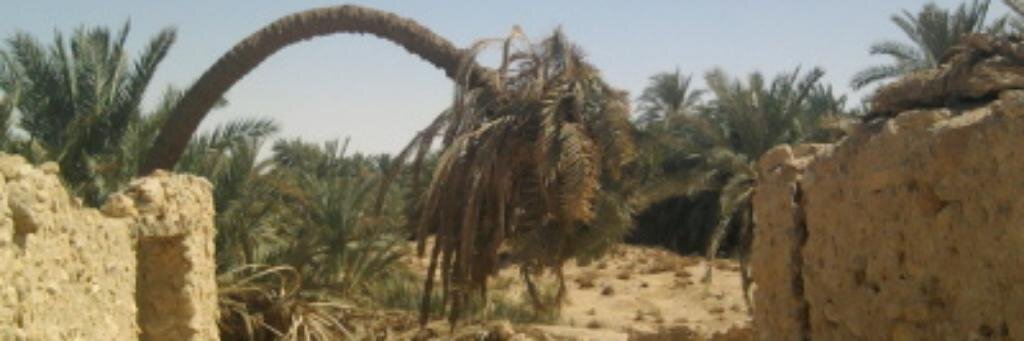pshlptkn's profile banner image