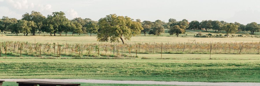 Vineyard at Florence banner