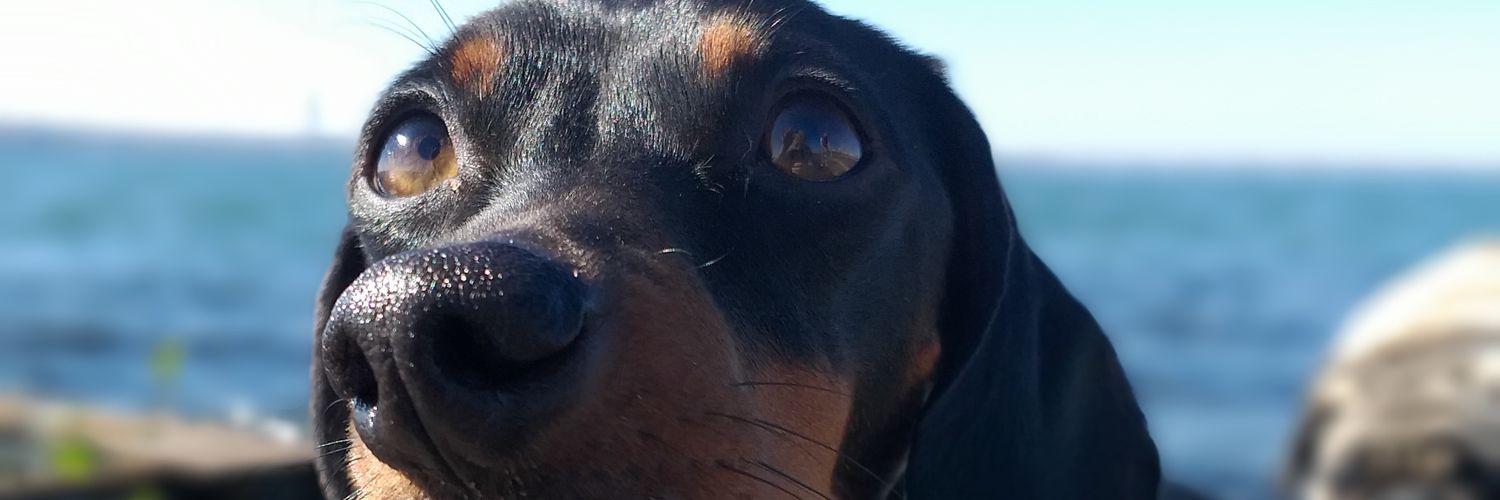 Nicole_Reck's profile banner image