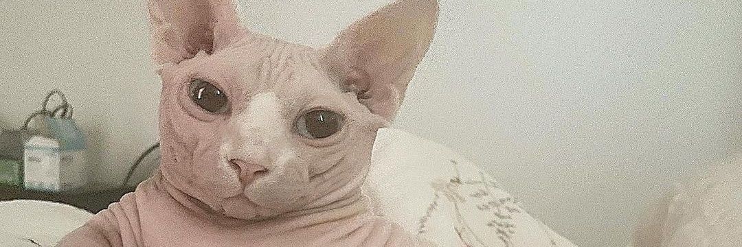 KREVEIM's profile banner image