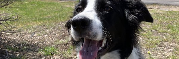 LuLing26466911 Profile Banner