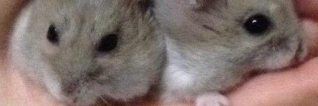21hamhams's profile banner image