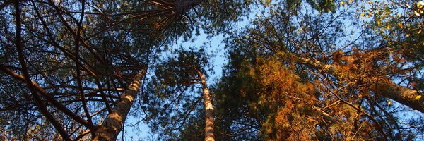 JoyShaffer17 Profile Banner