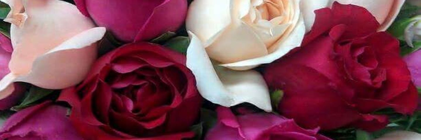 shachi_25's profile banner image