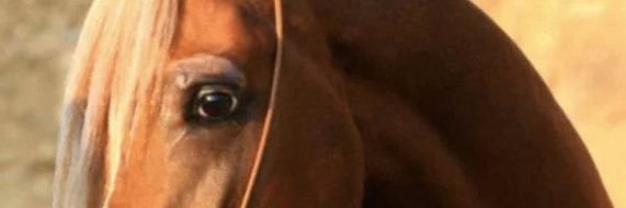 HA_9_11's profile banner image