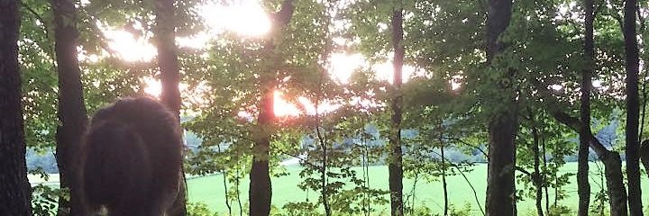 stephaniegen's profile banner image