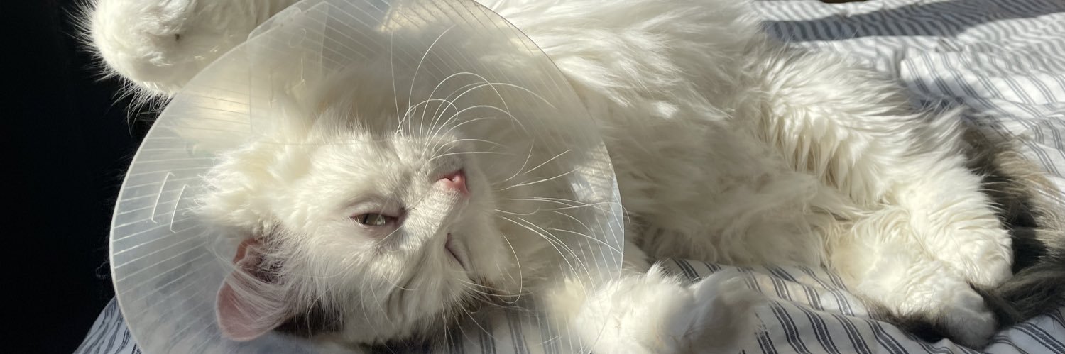 Frite (she/her) 🍉 banner