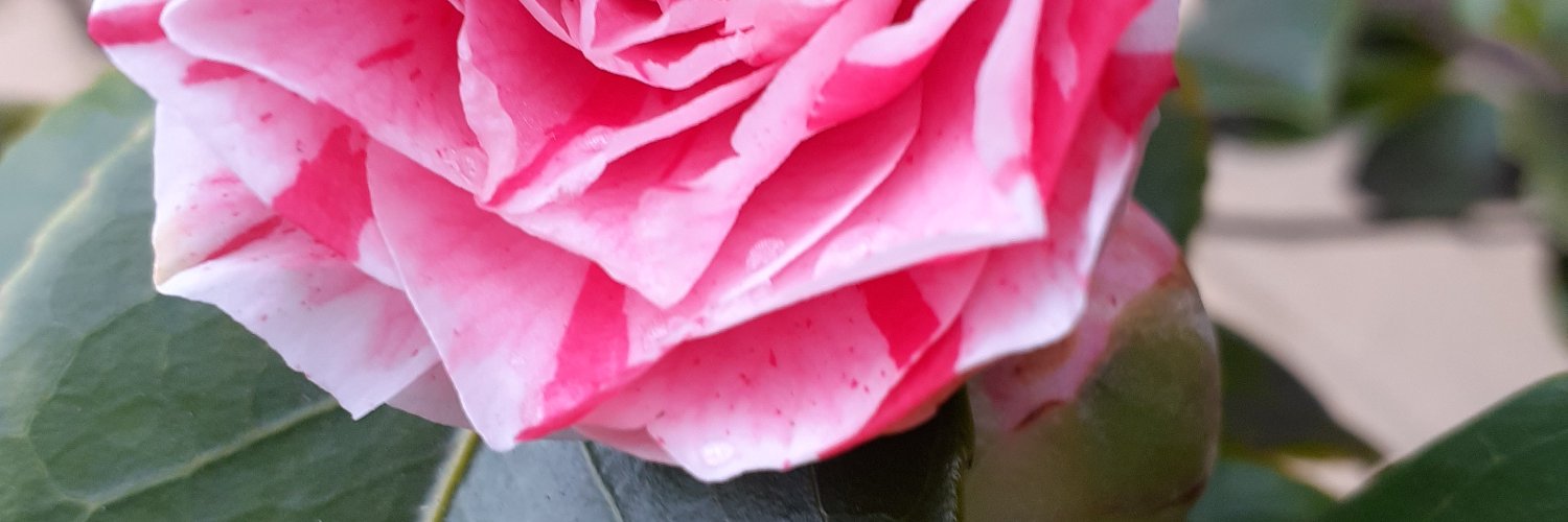 LittleMoTweet's profile banner image