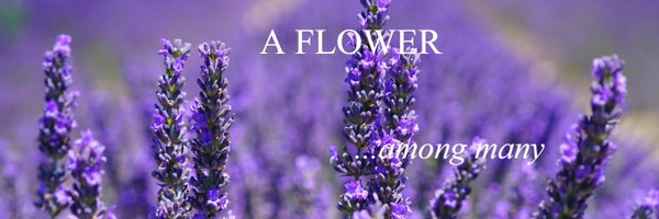 Lavender Jolly Profile Banner