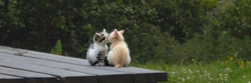 آنسة عطية banner