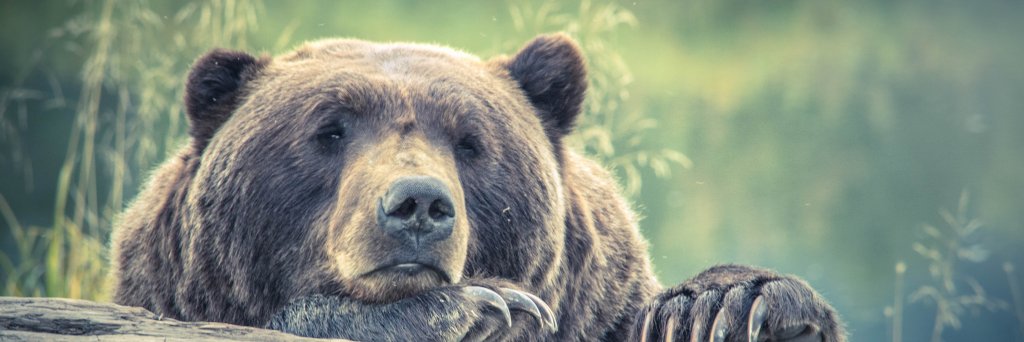 Pumm_das_Bärchen 📯 banner