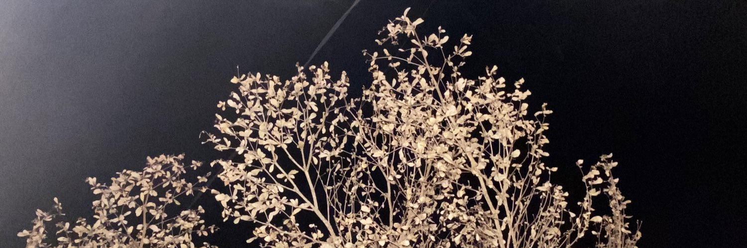 vitacasya's profile banner image