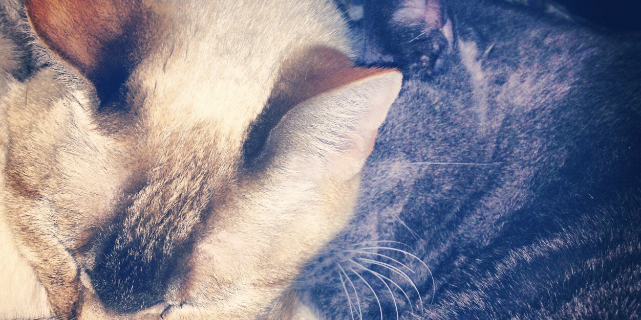 JackieKrowen's profile banner image