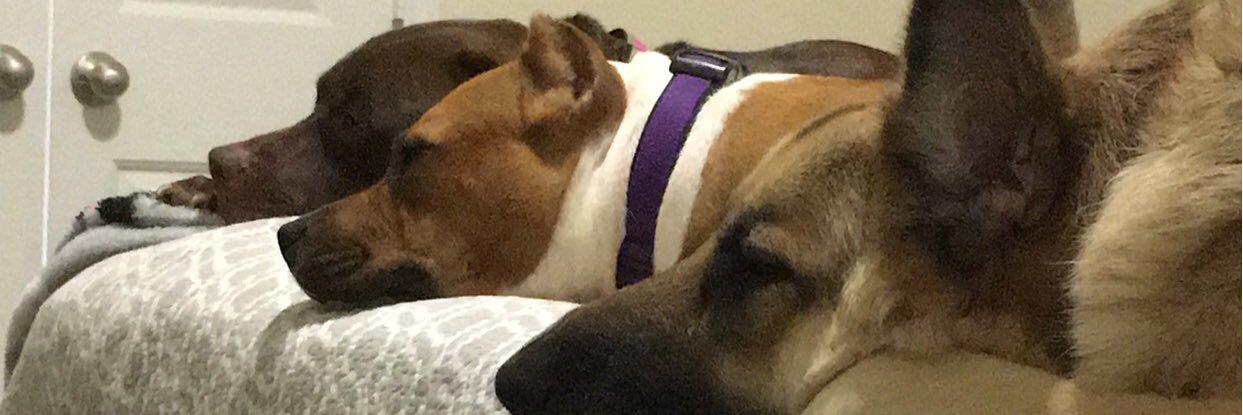 Brittany Simon banner