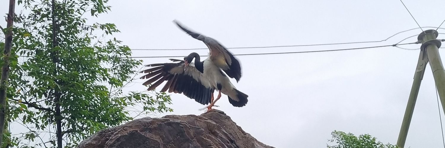 Quackdetective banner