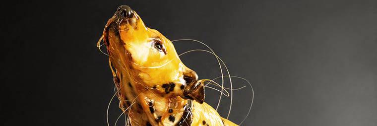 saborzinho's profile banner image