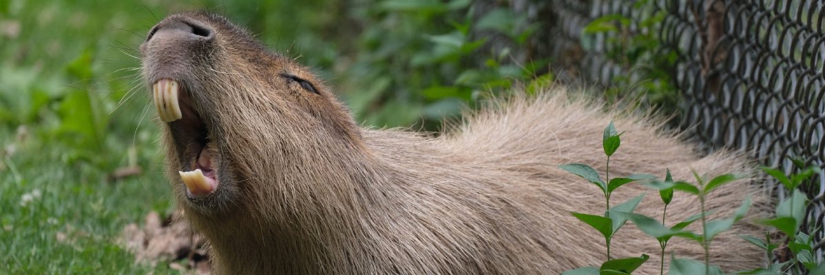 whoopia_'s profile banner image