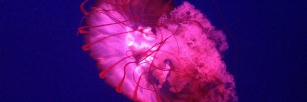 sitelraf86 Profile Banner